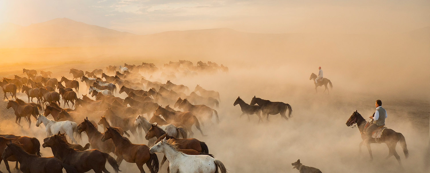 Wild Yilki Horses Wild Yilki Horses